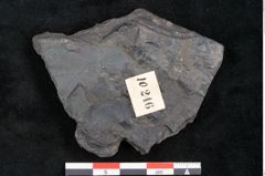 Foto (Detailansicht) von Ceratopetalum vivulare Ettingshausen (NHMW-GEO-2024-0188-10246)